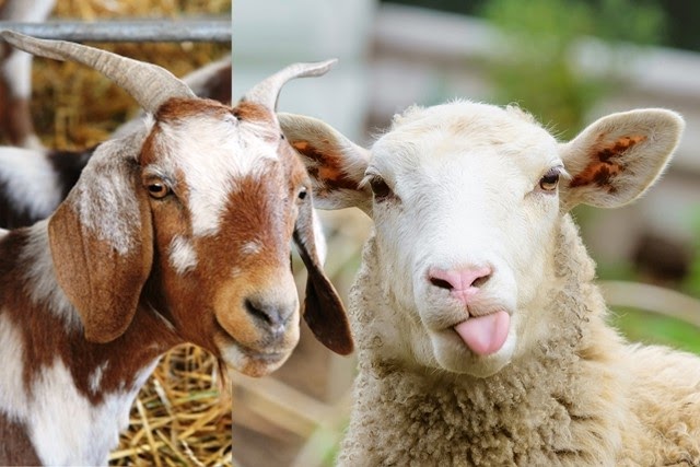 Perlu Model Bisnis Baru Biar Peternak Domba dan Kambing Sejahtera  